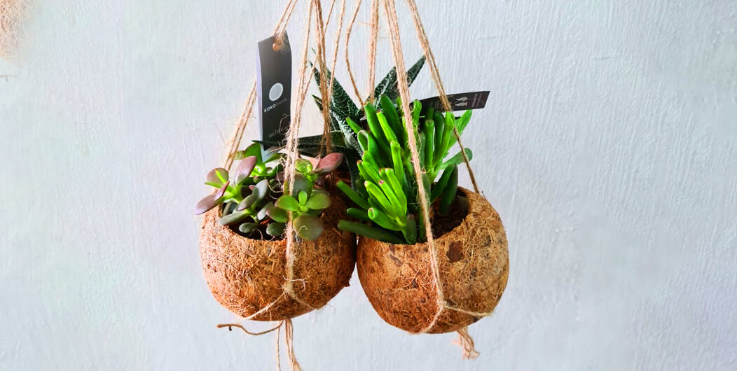 Kokedama made from coconut fibre