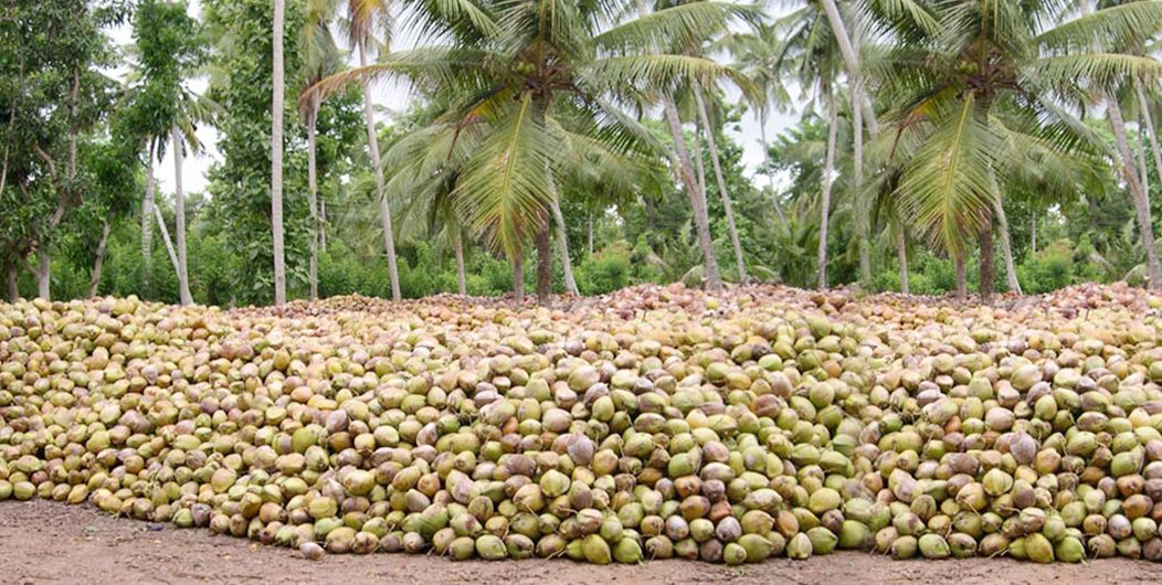 coconut estate in Sri Lanka 