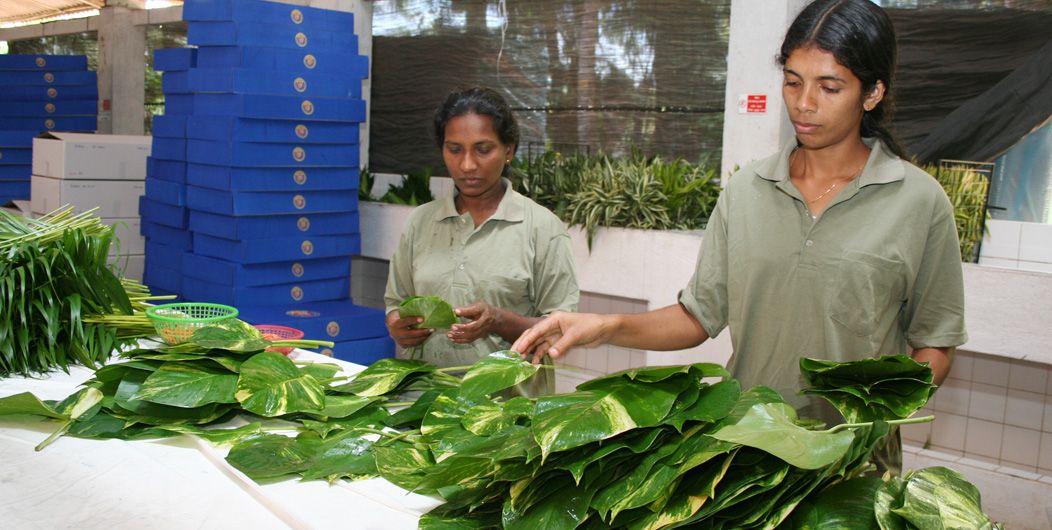 Cut decorative foliage