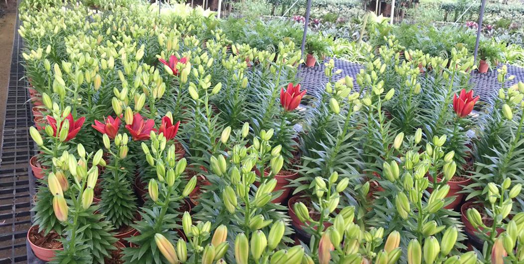 Floriculture Products In Sri Lanka