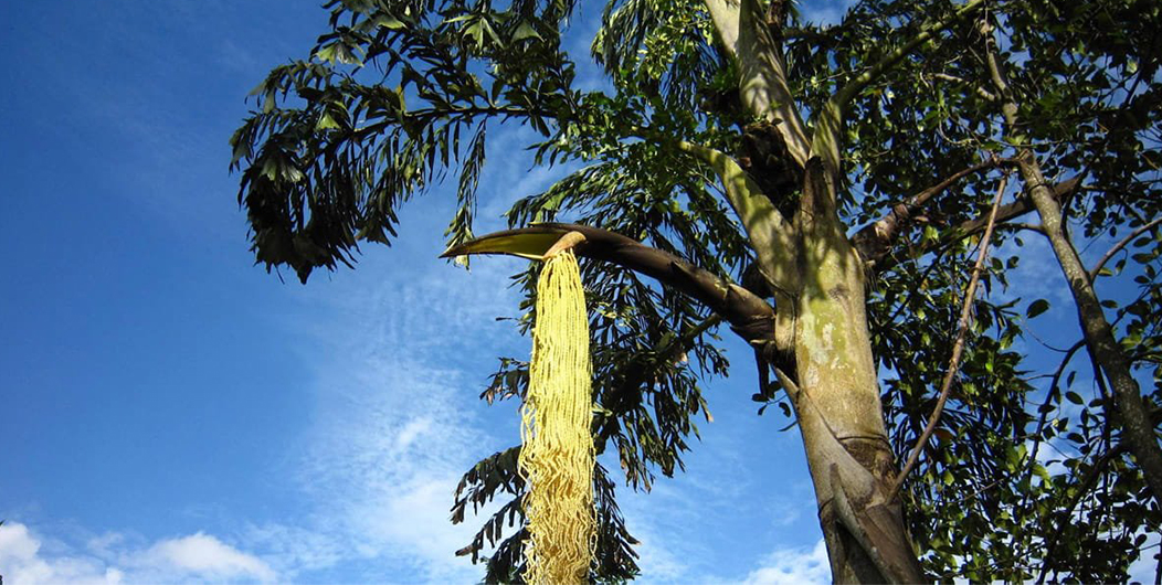 Kithul or jaggery palm from Sri Lanka