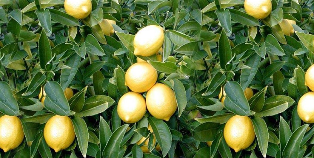 Lemon from Sri Lanka 