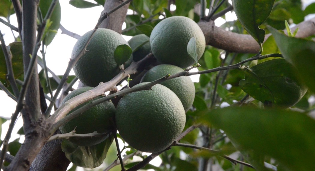 Green orange from Sri Lanka