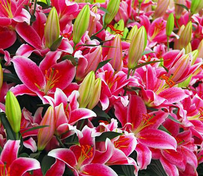 Floriculture Industry In Sri Lanka