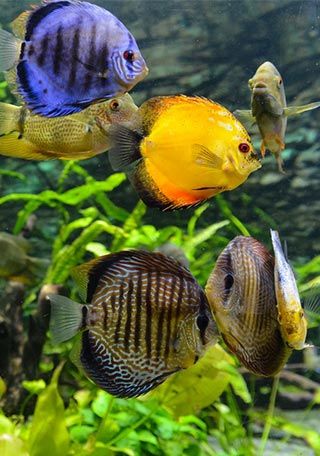 Aquality tropical top fish wholesale