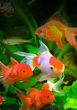 Ornamental Fish