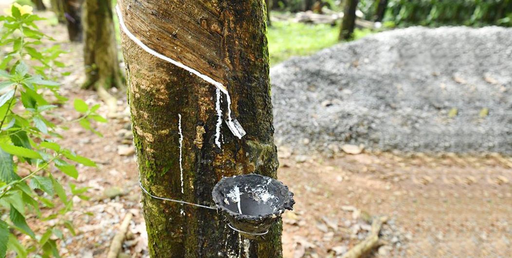 Natural Rubber tapping 