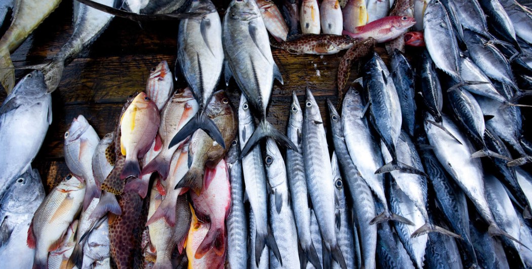 Variety of fish exported from Sri Lanka 