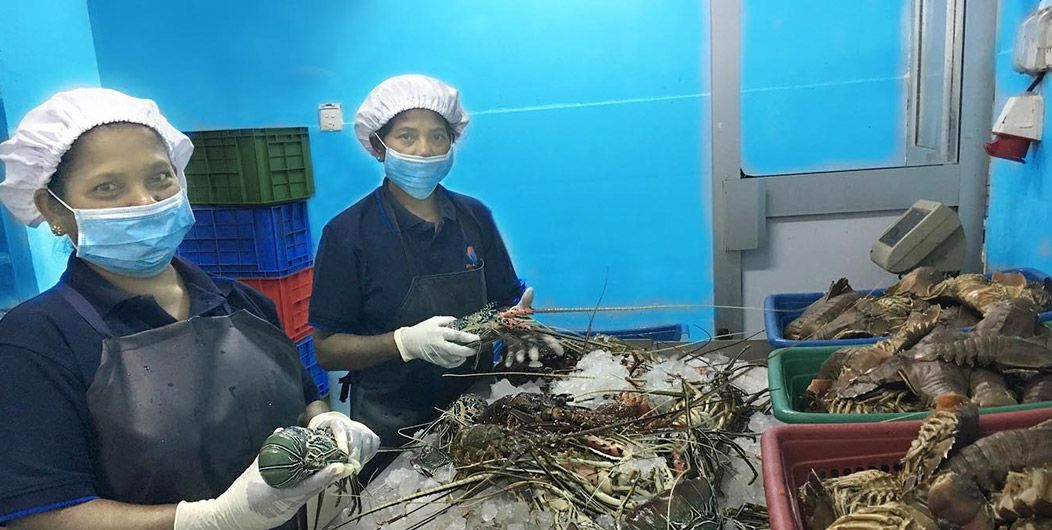 Packaging of Sri Lankan Seafood