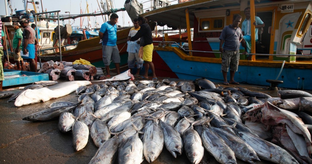 Sri Lankan fishermen at a fishing port 