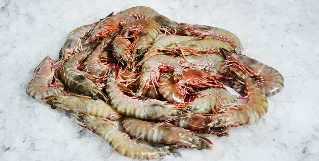 Prawns from Sri Lanka