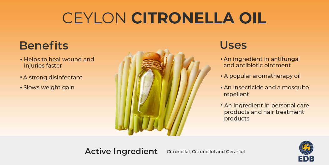 Citronella Oil uses and benefits 