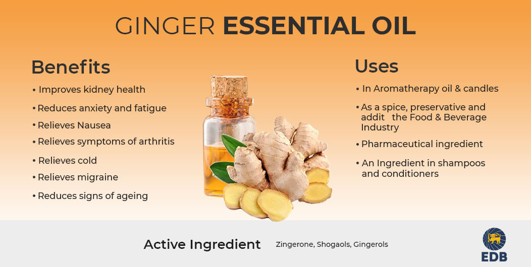 Ginger Oil uses and benefits 