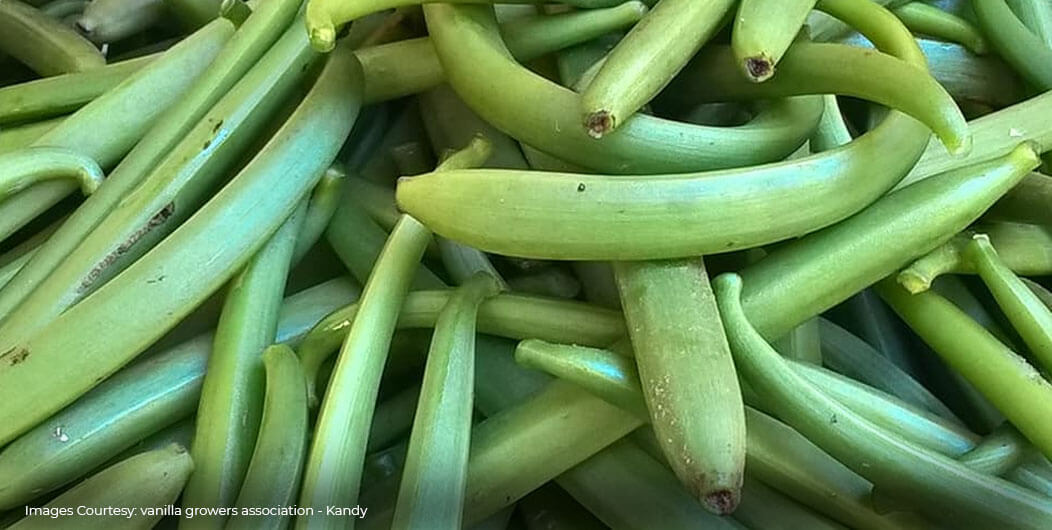  Green vanilla beans from Sri Lanka