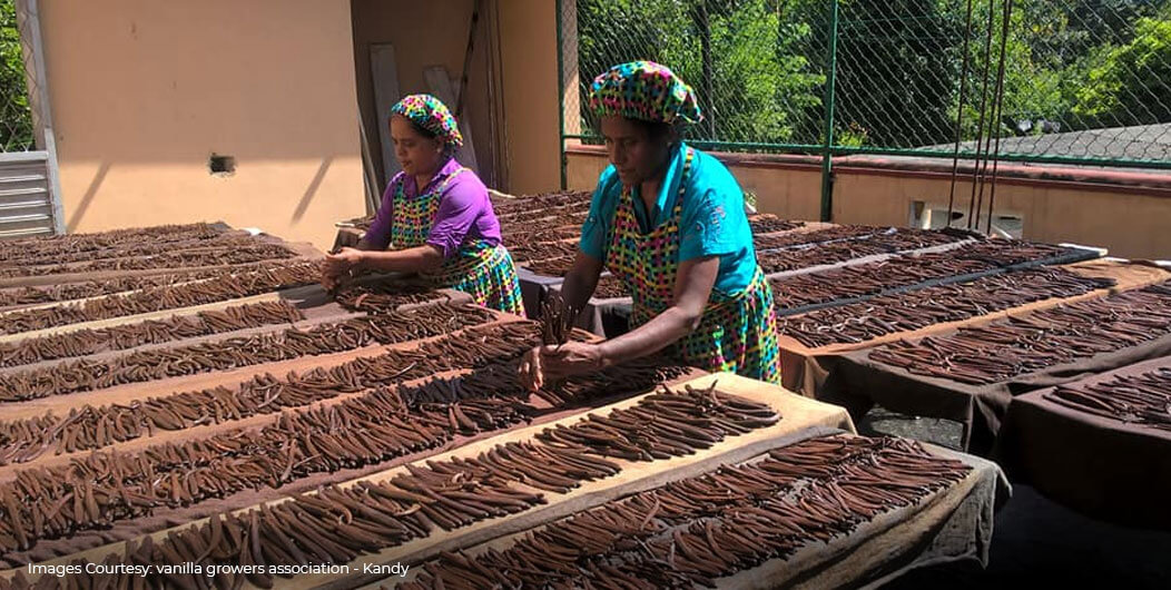 Manual curing of vanilla beans