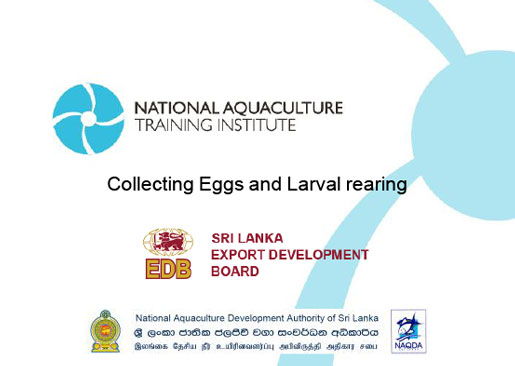 Collecting Eggs and Larval rearing
